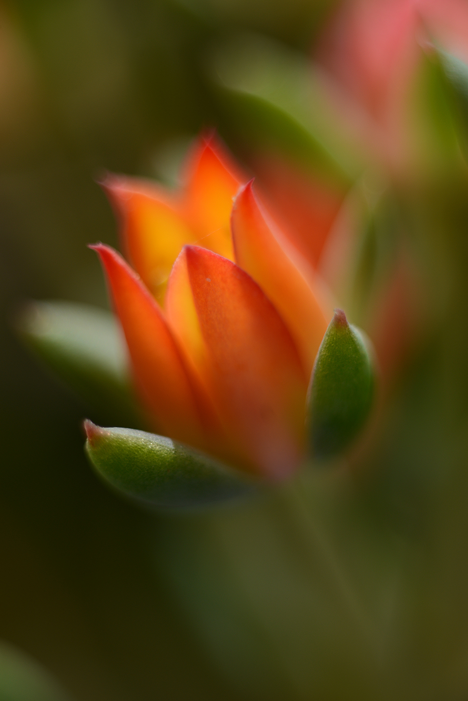 Soft macro image of an orange succulent flower is by Catherine Sienko.