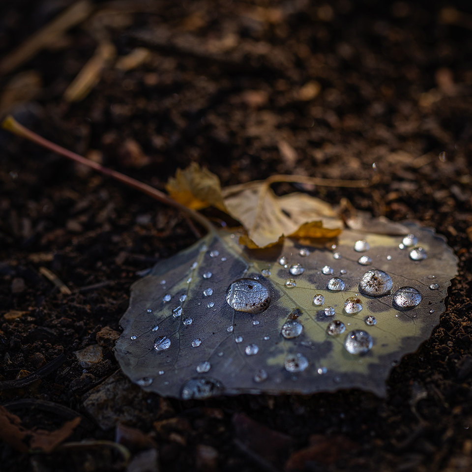 Dew on a dead aspen leaf in a monochromatic background reflects sunlight on the North Rim of the Grand Canyon before the fire. By William Lassiter