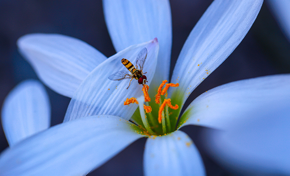 Macro photo of a winged insect on a white flower with bright orange stamens is by Hasanur Khan.