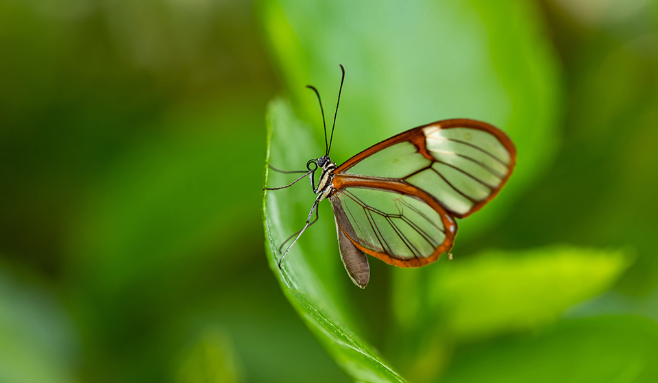 This image of a butterfly with transparent wings against a bright green backdrop was made by Hasanur Khan.