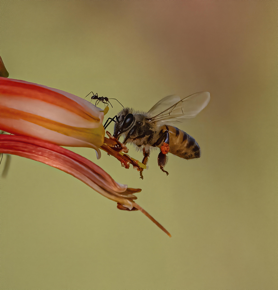 An ant confronts a honeybee at the tip of an orange flower blossom. By Randy Vuletich