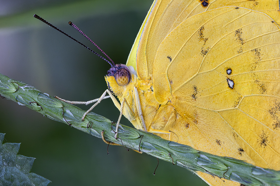 Closeup of a yellow sulfur butterfly resting on a green cholla branch is by Jonathan Cline.