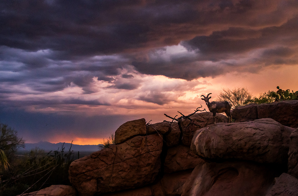 A desert bighorn sheep is silhouetted against a backdrop of colorful heavy storm clouds at the Arizona-Sonora Desert Museum. By Beth Toussaint