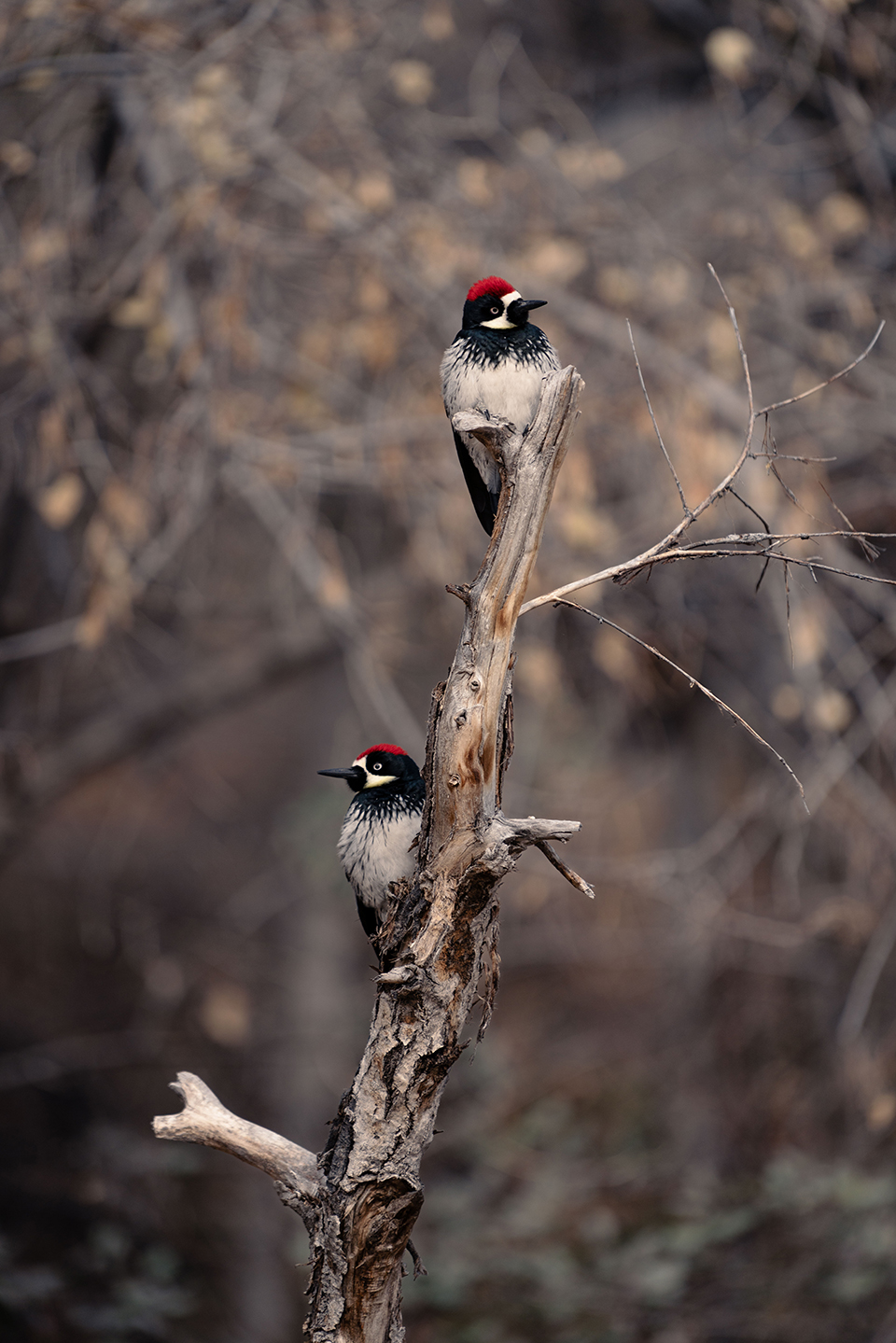 The red top knots of Acorn Woodpeckers perched on a weathered tree branch in Oak Creek Canyon stand out against a monochromatic background of neutral earth tones. By Nick Orciuolo