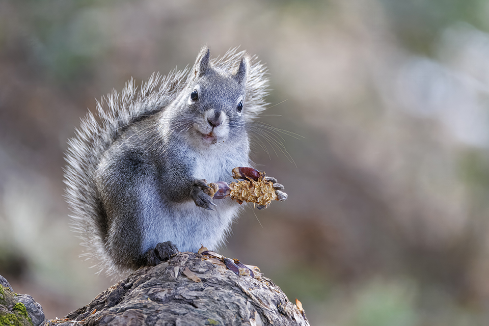 A curious squirrel clutches a pinecone and appears to smile at its photographer. By Jenny L Clark