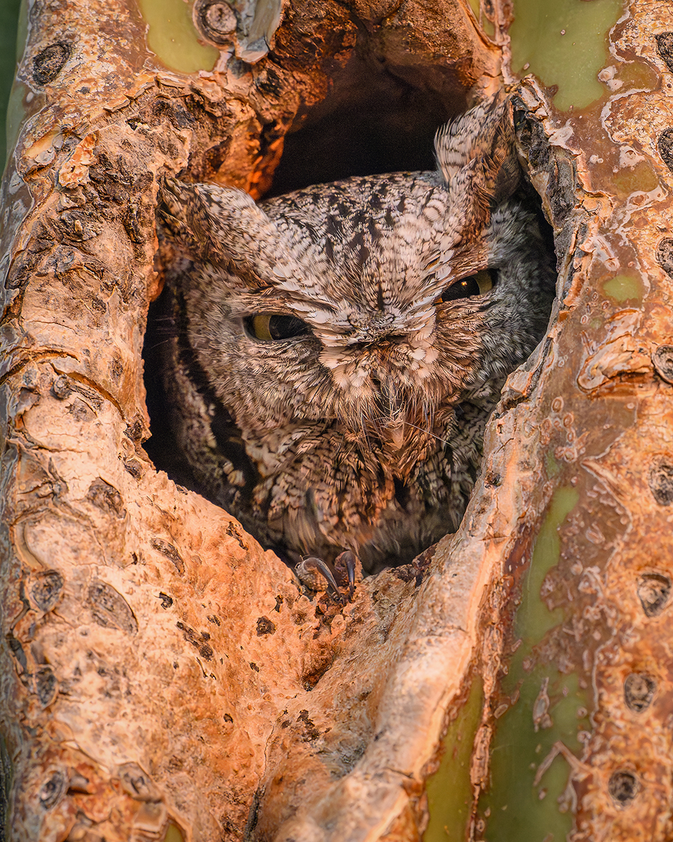 A Western Screech Owl looked out from a Saguaro cavity as the sun set. By Lisa Manifold
