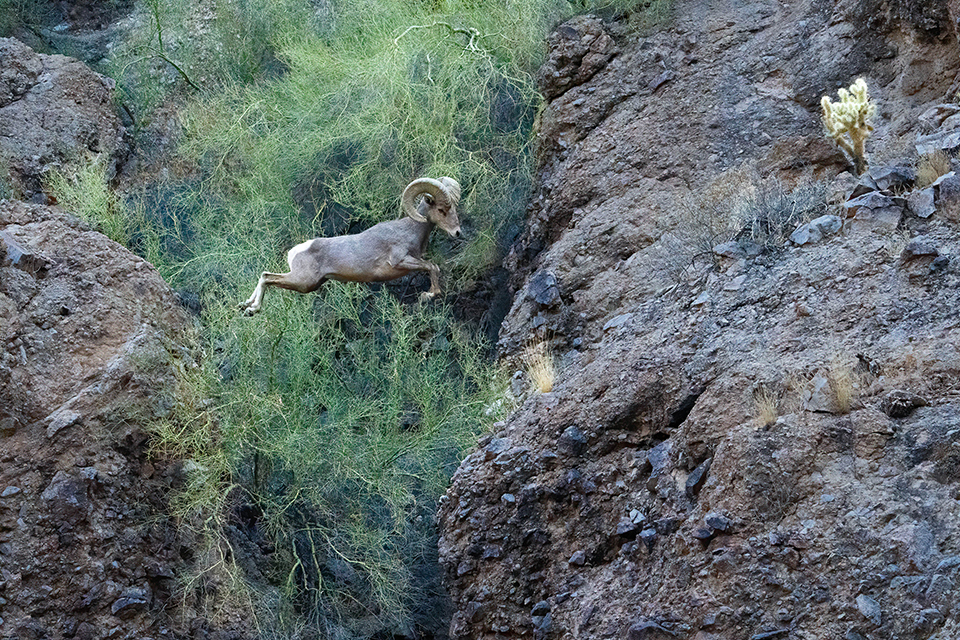A desert bighorn ram jumps across a deep crevasse near Canyon Lake. By Randy Vuletich