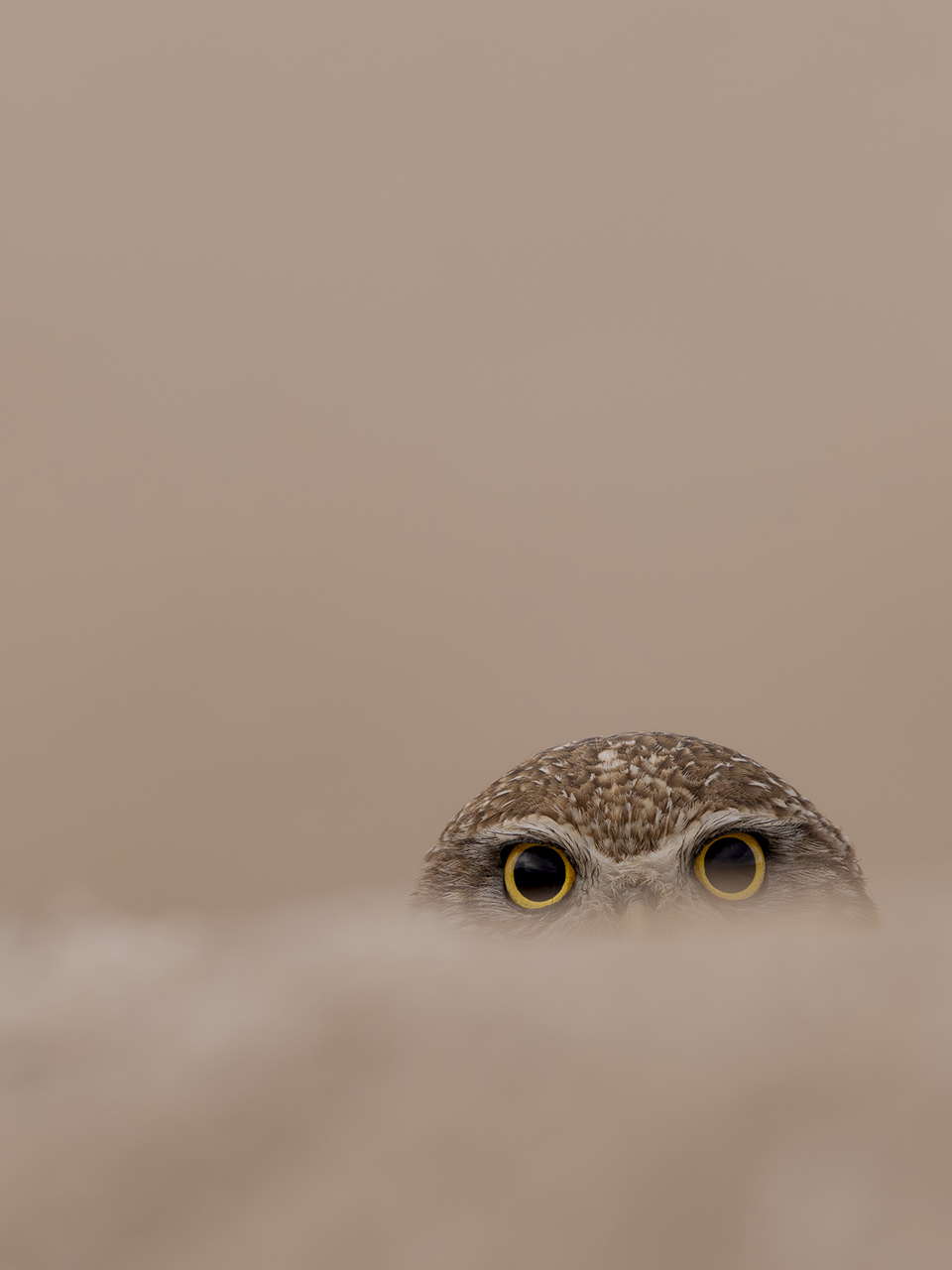 A burrowing owl's eyes come into sharp focus as they peek over a low horizon. By Hector Morales