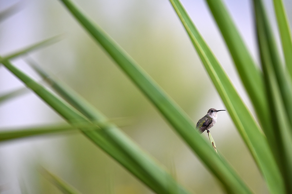 A hummingbird perches on a Spanish Dagger Yucca . By Catherine Sienko