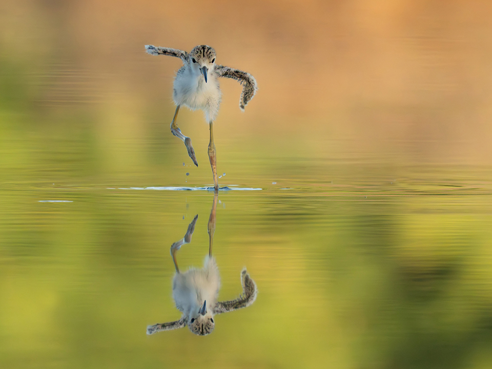 A Black-necked stilt chick slips across the water at the Gilbert Water Ranch. By Todd Wynia