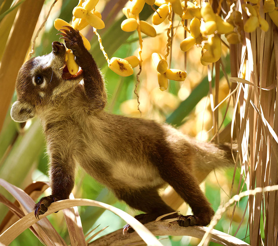 A baby coatimundi gobbles dates while balancing on a palm frond at the Boyce Thompson Arboretum, near Superior, Arizona. By Mark Koster