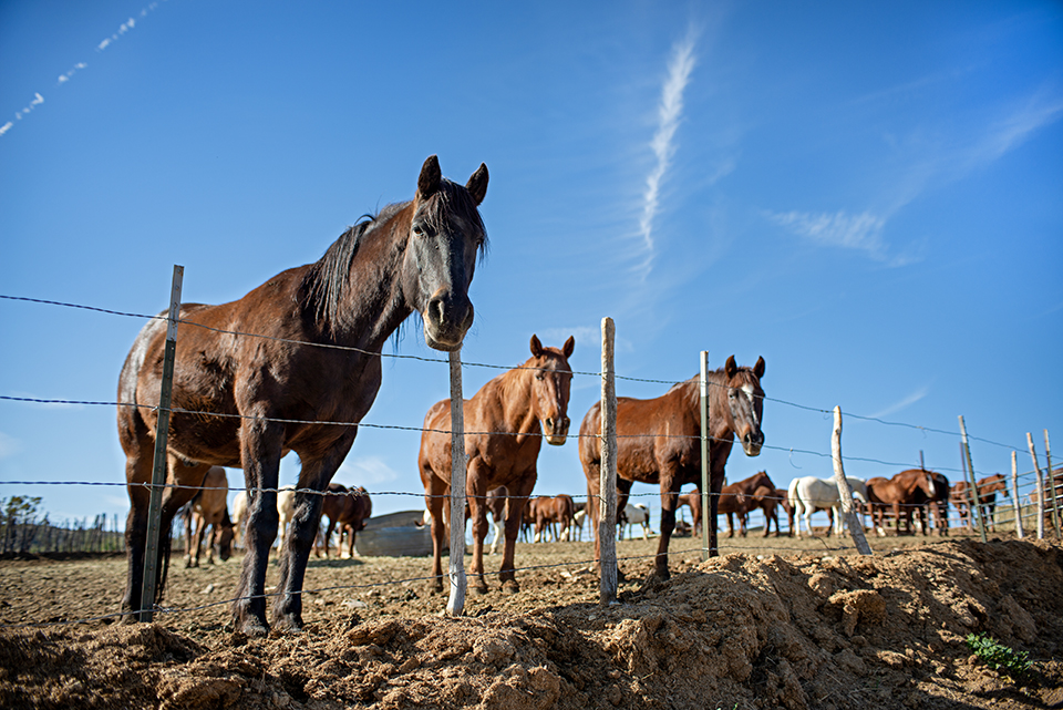 Horsin’ Around Adventures offers riders a chance to explore the landscape on horseback. Between outings, the trail horses rest peacefully in the late-afternoon sun. | Karen Shell