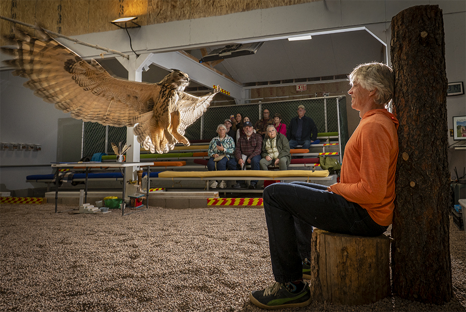 Visitor Jeff Trejbal gets up close and personal with Garfunkel, the Eurasian eagle-owl, at the White Mountain Nature Center’s raptor flight show. | Dawn Kish