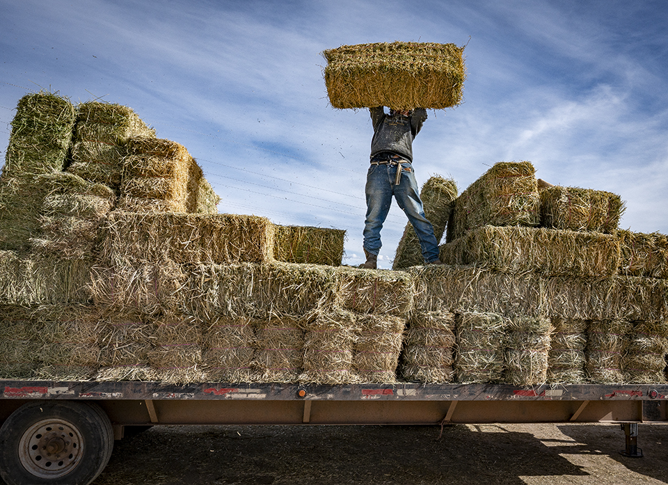 A member of the Navajo Nation unloads hay for livestock. | Dawn Kish