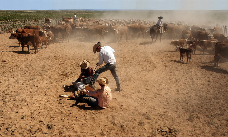 Ranch hands brand a calf near Redlands Camp on the Babbitt Ranch in Northern Arizona. | PETER SCHWEPKER
