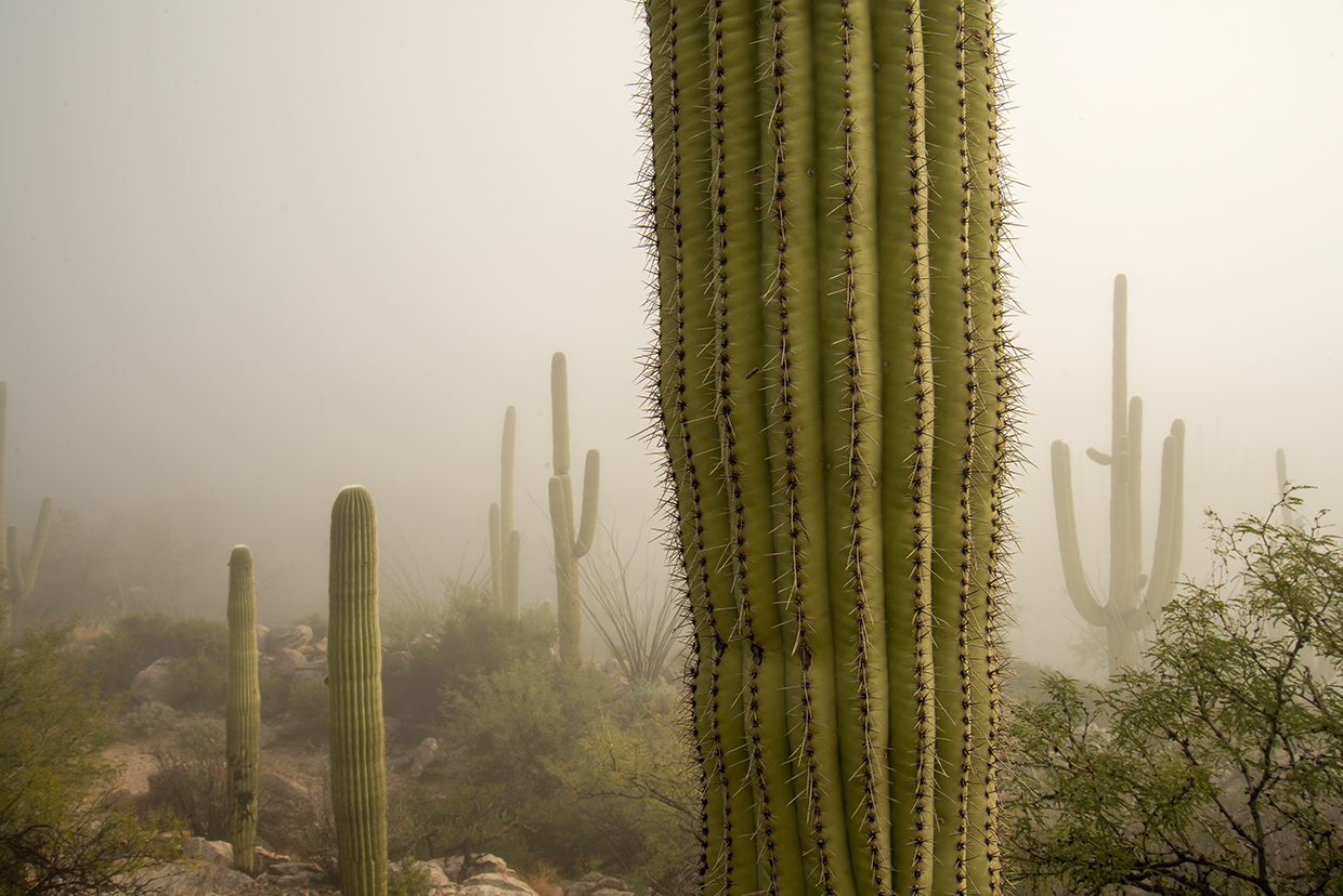 Photograph of saguaros in a foggy desert landscape is by Gurinder Singh.