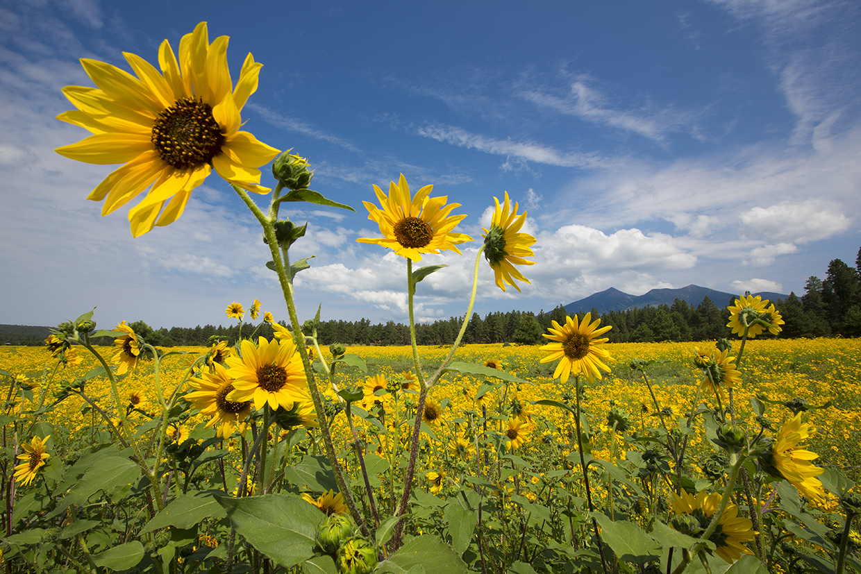 A field of sunflowers (Helianthus annus) bloom in the shadow of the San Francisco Peaks, near Flagstaff. | PAUL GILL