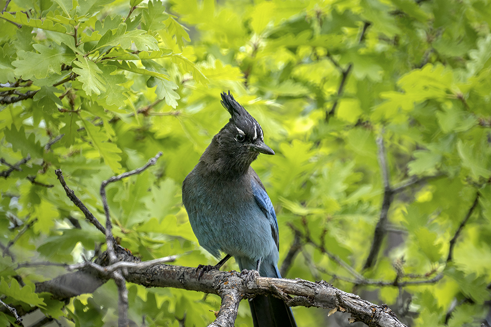 A Steller’s jay perches on a tree branch at the BuggeIn Picnic Area, on the Grand Canyon’s South Rim. A.O. TUCKER