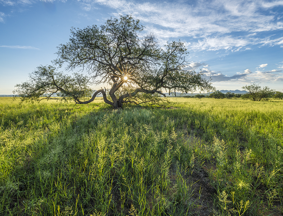 A tree casts long shadows over a meadow at Empire Ranch, in Southeastern Arizona’s Las Cienegas National Conservation Area. | JACK DYKINGA