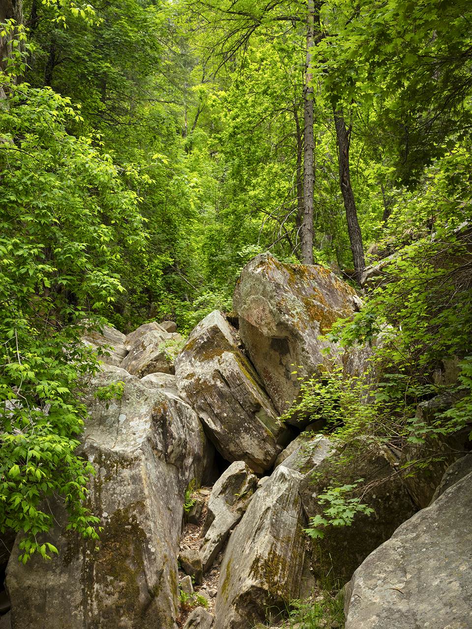 Maple trees frame a jumble of lichen-covered boulders in Bear Canyon, in the West Clear Creek Wilderness. | JOEL HAZELTON