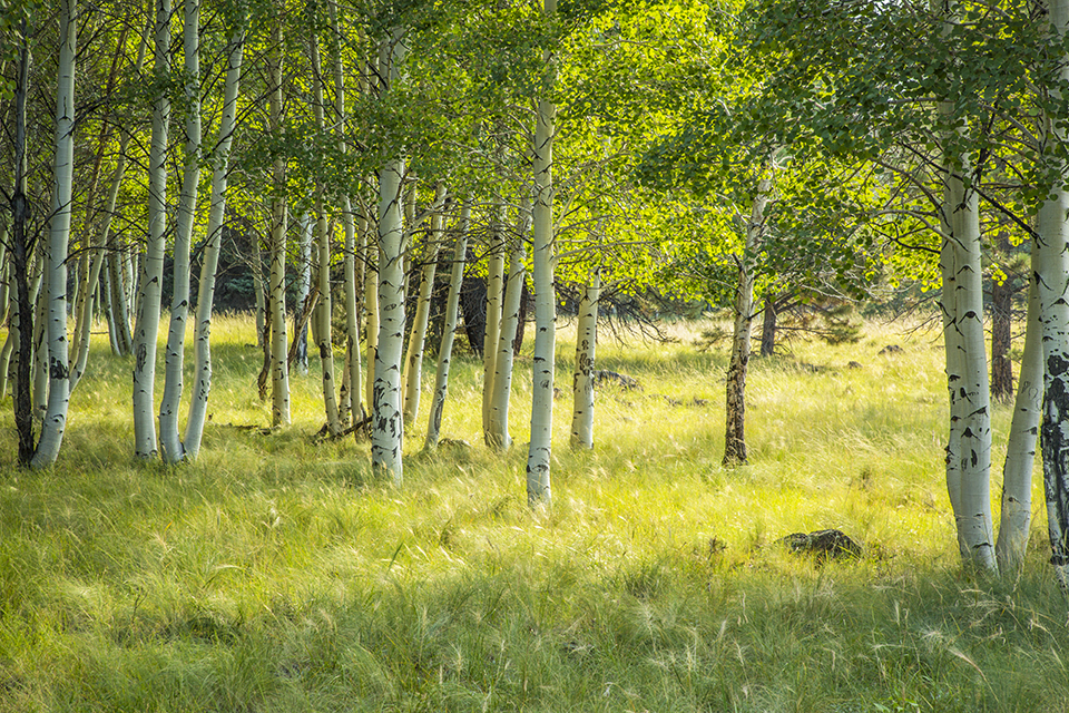 Aspen trees line a meadow along the Aspen Loop Trail in the San Francisco Peaks, north of Flagstaff. | TOM BEAN