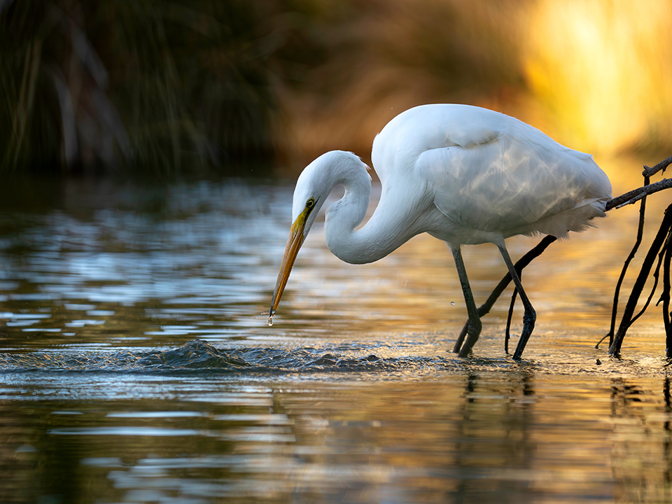 A wading great egret by Tyler Hartung won Best of Show in the 2025 Wildlife Photo Contest, sponsored by Arizona Game & Fish