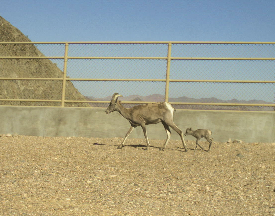 A desert bighorn ewe and lamb cross U.S. Route 93 in this photograph, which was made with a camera trap. | COURTESY ARIZONA GAME AND FISH DEPARTMENT