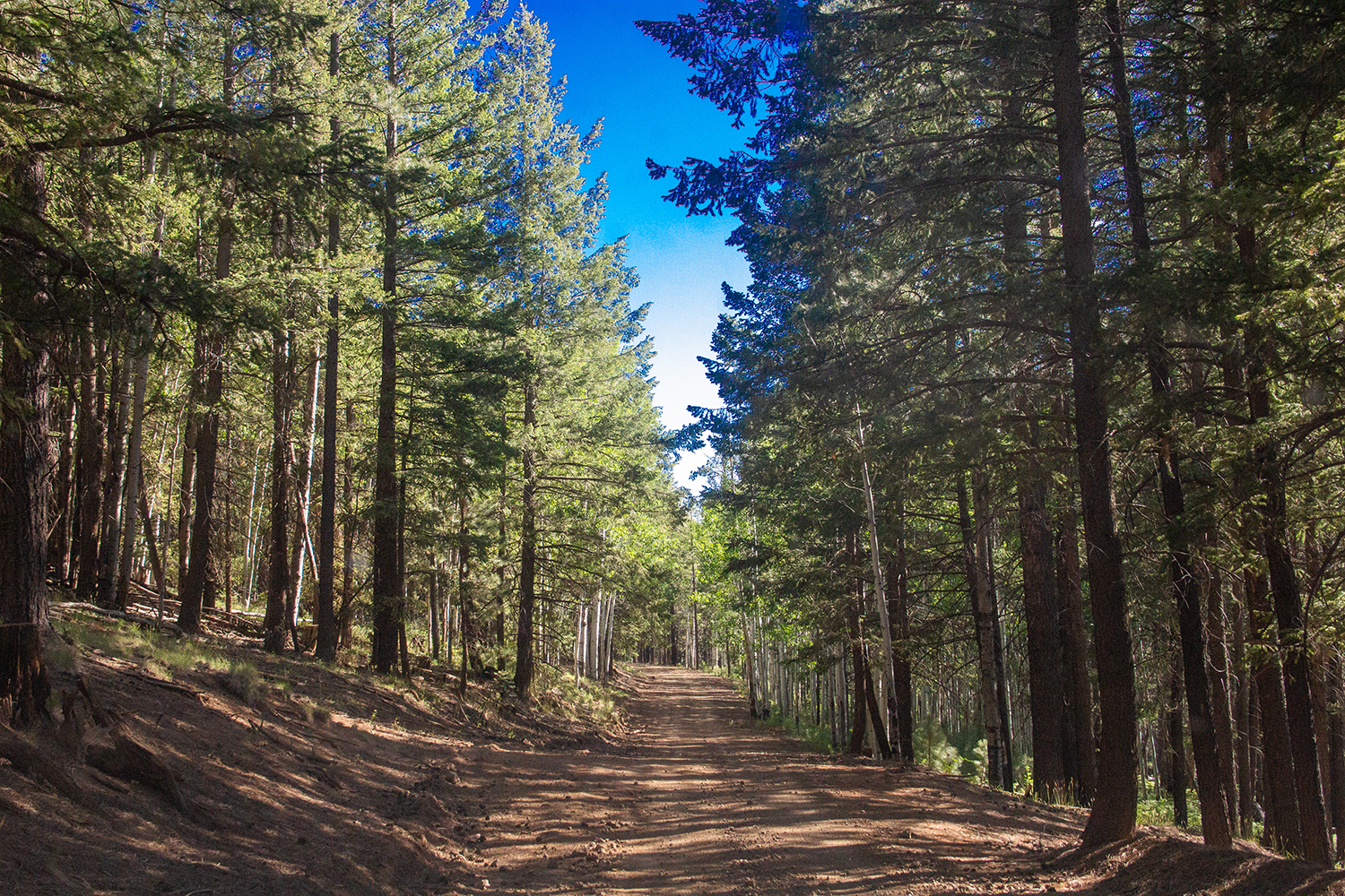 Forest Road 96 in the Apache-Sitgreaves National Forest leads travelers into forest adventures. By Gordon McDaniel
