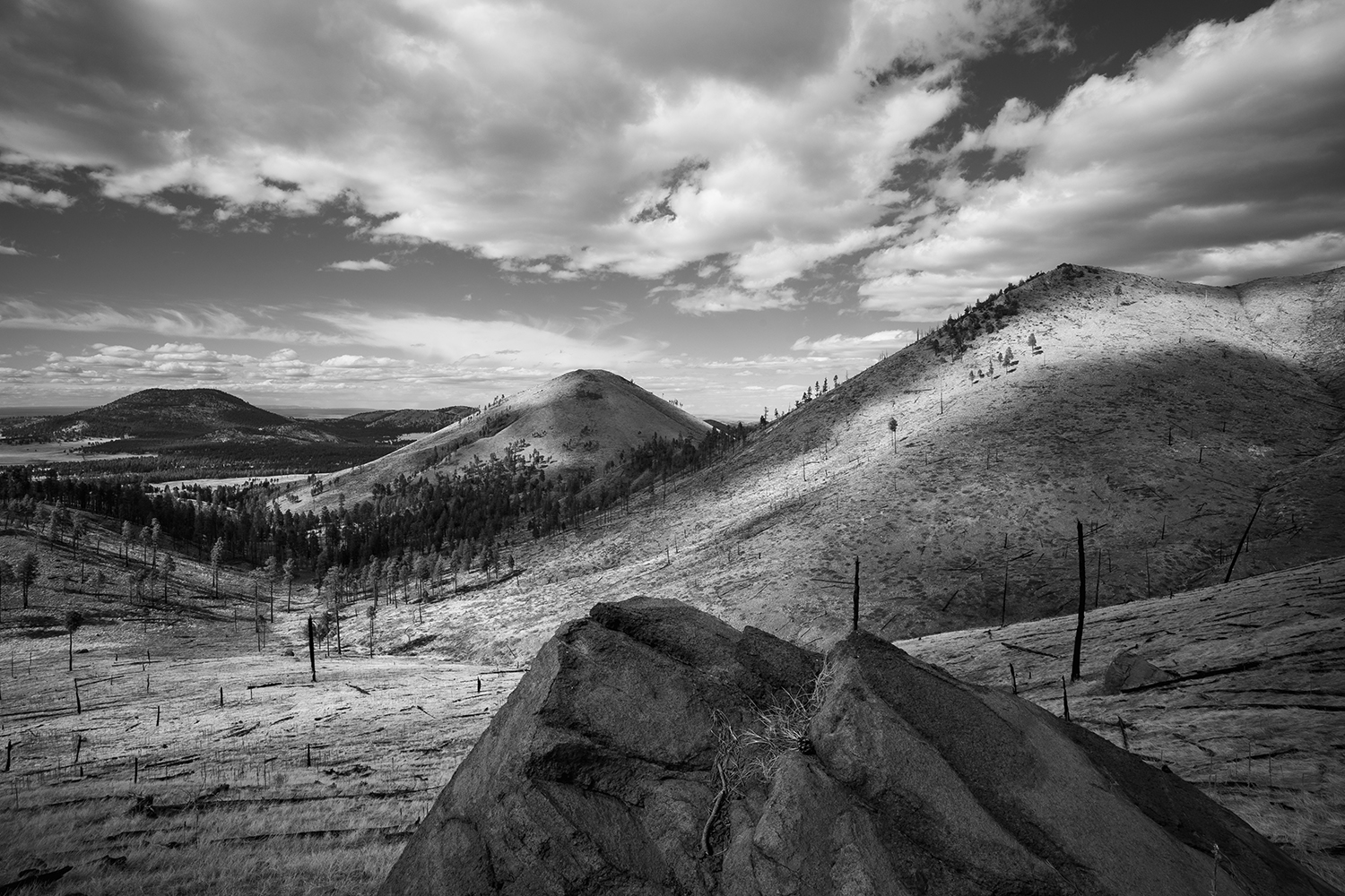 Black and White Wednesday: A boulder juts out of a ponderosa pine graveyard in the White Horse Hills, near Flagstaff. By Eric Mischke