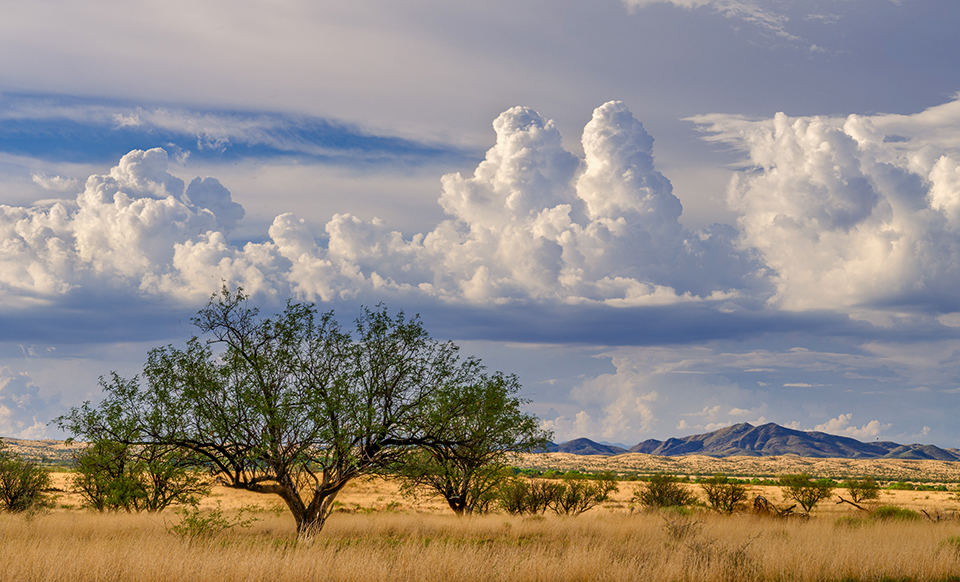 Today, Empire Ranch is part of Las Cienegas National Conservation Area (opposite page), but it began 150 years ago as an adobe homestead with a four-room house and corral. | Jack Dykinga