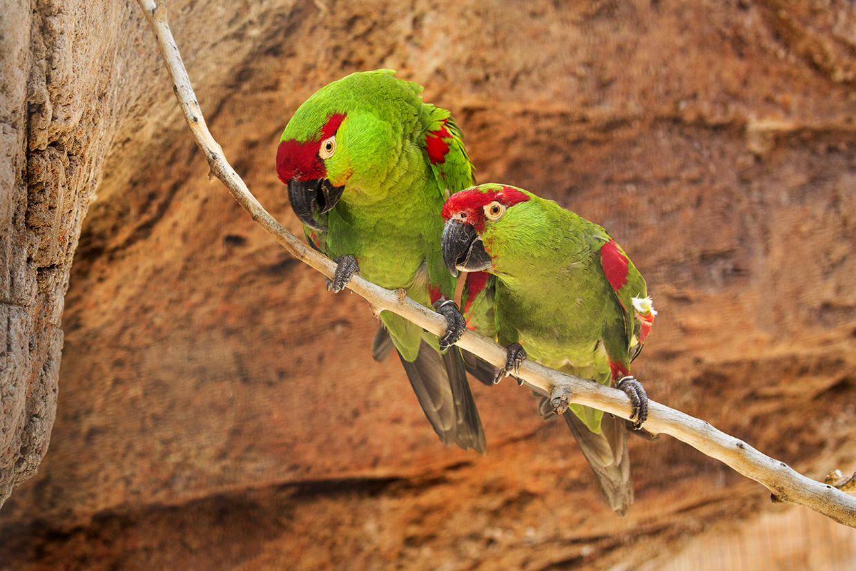Thick-billed parrots once were plentiful in Arizona, but today, the state has only six — all in captivity. This pair lives at the Arizona-Sonora Desert Museum in Tucson. | Bruce D. Taubert