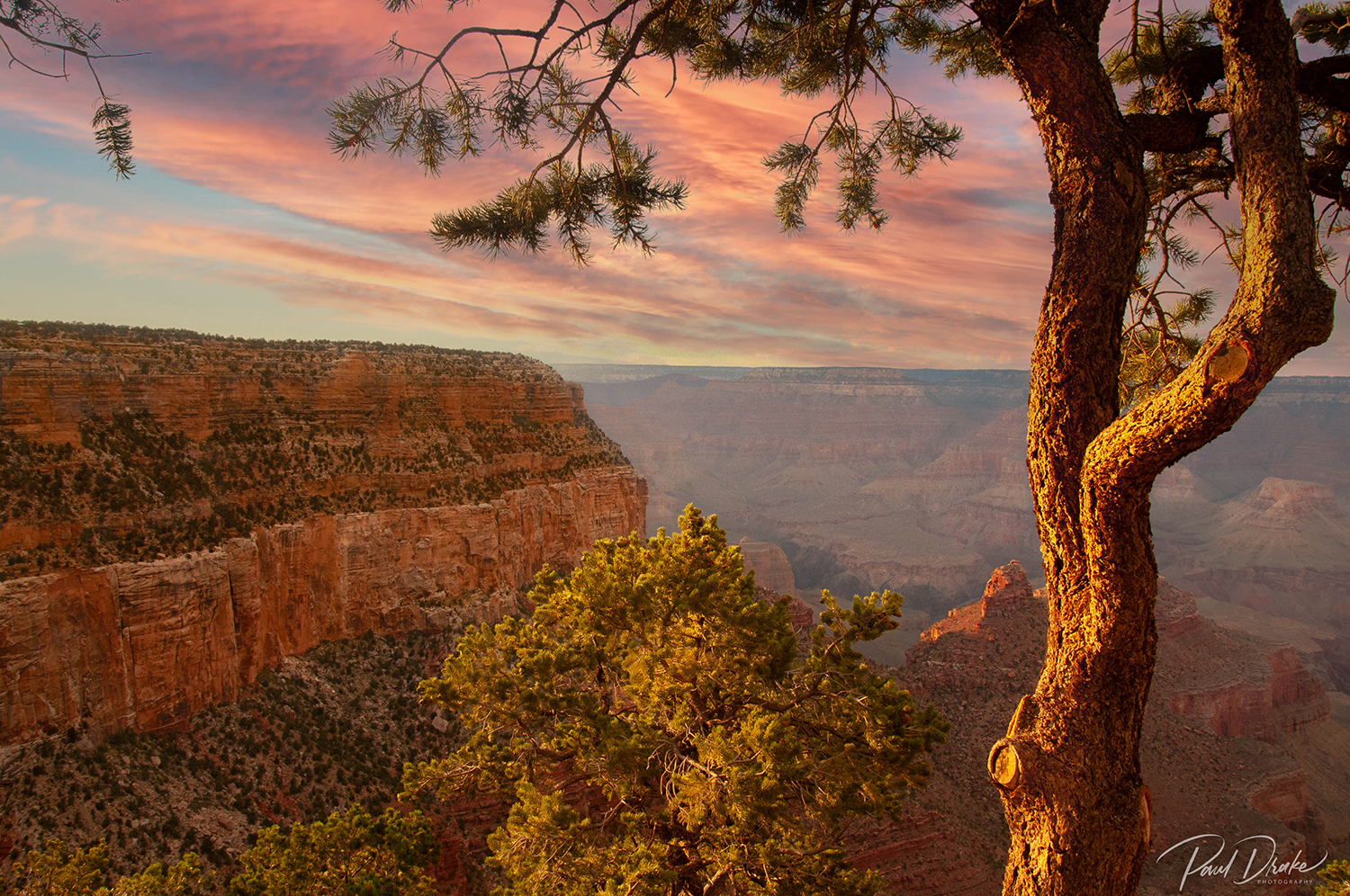 Sunset casts a golden glow over pines on the South Rim of the Grand Canyon. By Paul Drake