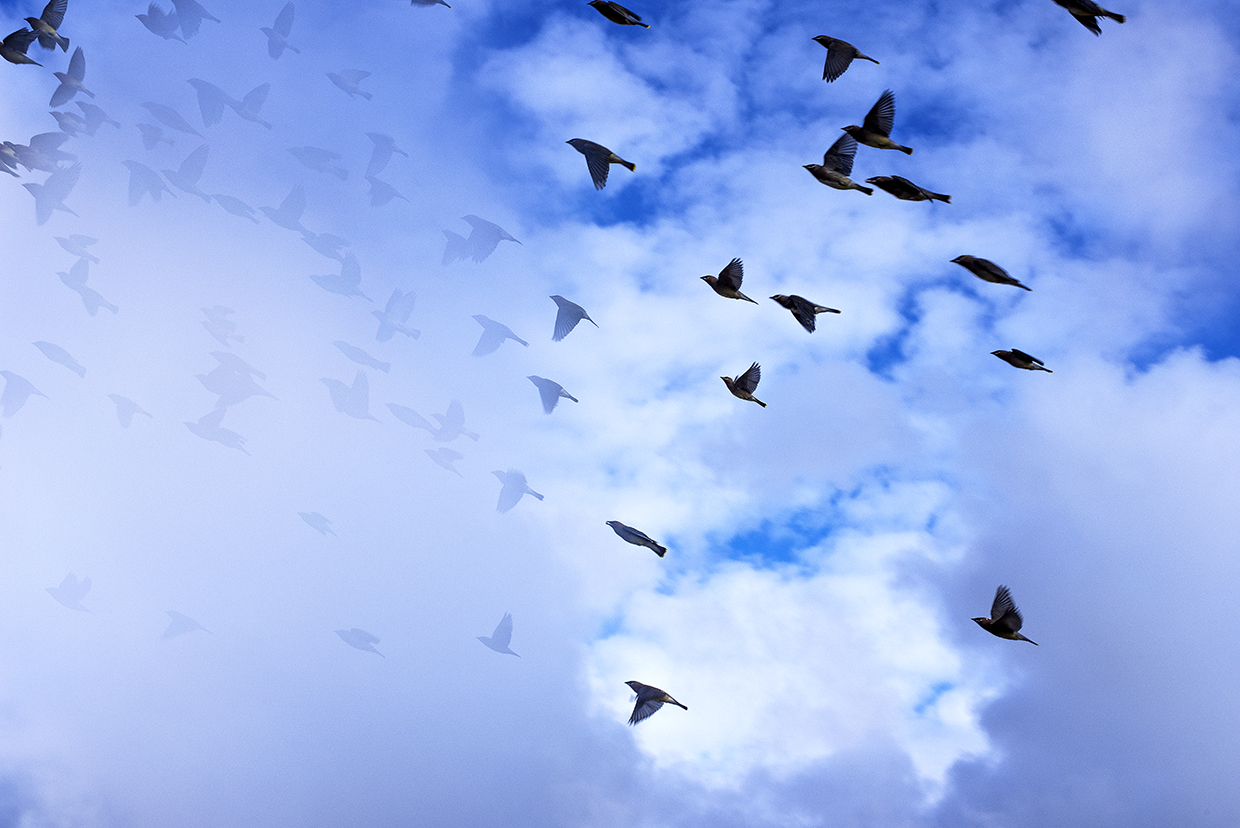 A flock of birds is partially obscured by clouds as it flies upwards against a blue and white backdrop. By Norma Jean Gargasz