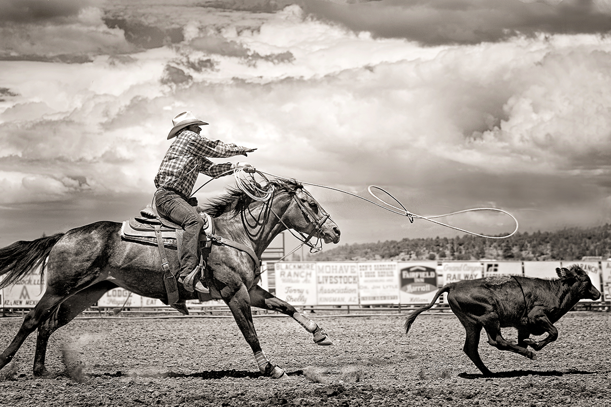 A cowboy stretches out to fire his lasso at a calf during the calf roping competition at the Arizona Cowpuncher’s Reunion Association rodeo in Williams. | Bev Pettit 