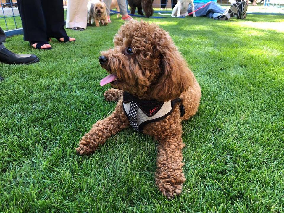 Downtown Phoenix Opens First Dog Park Arizona Highways