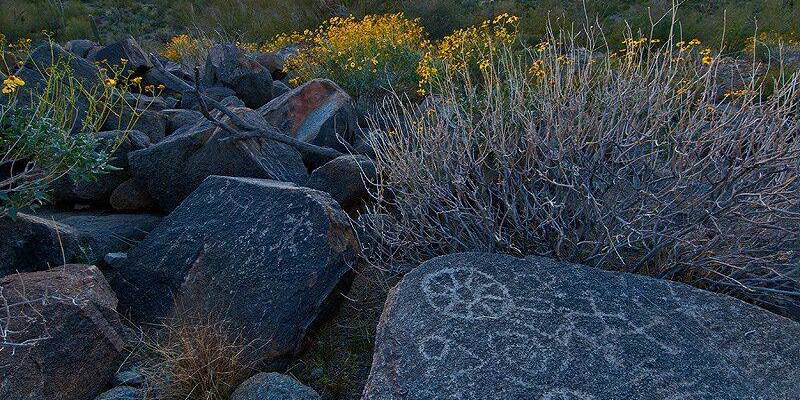 Aleksandra Kolosowsky | Saguaro National Park