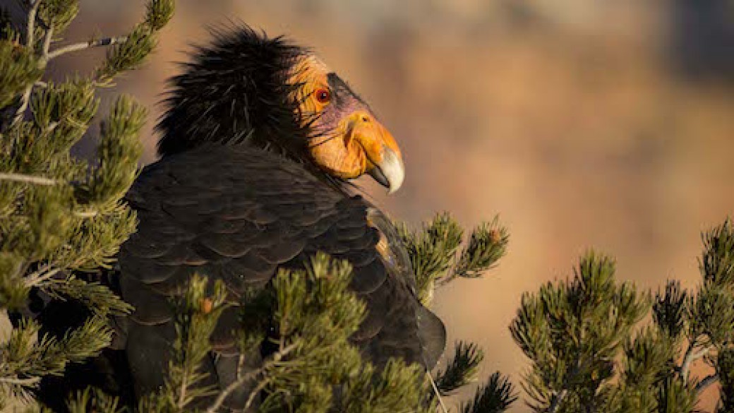 A California condor. | Courtesy of John Sherman
