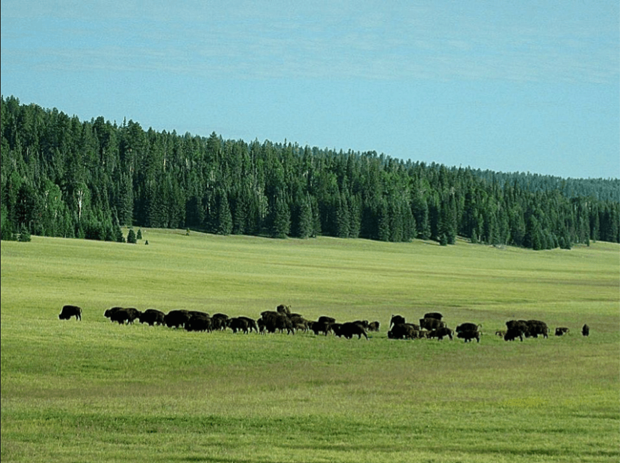 Agreement Will Establish Protected Bison Herd in Arizona Arizona Highways