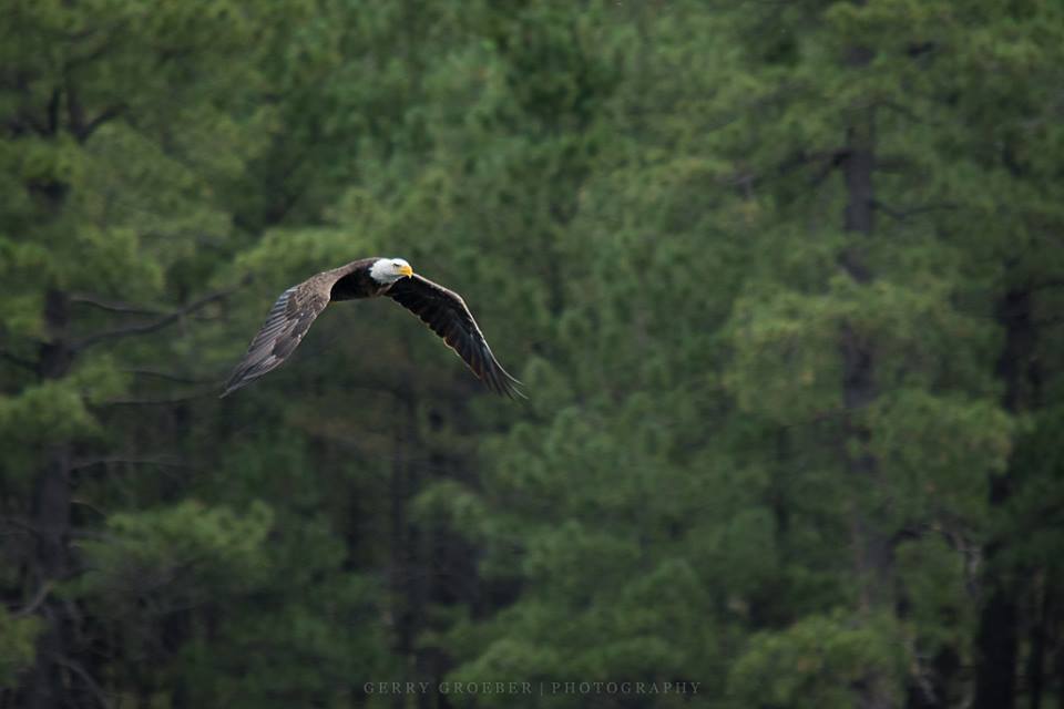 A bald eagle flies at Woods Canyon Lake on the Mogollon Rim. (This is probably not the eagle that was released after suffering from lead poisoning.) | Gerry Groeber