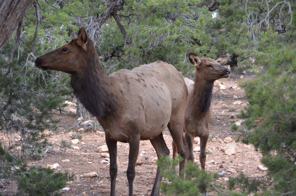 Grand Canyon Using GPS Collars to Track Elk Arizona Highways