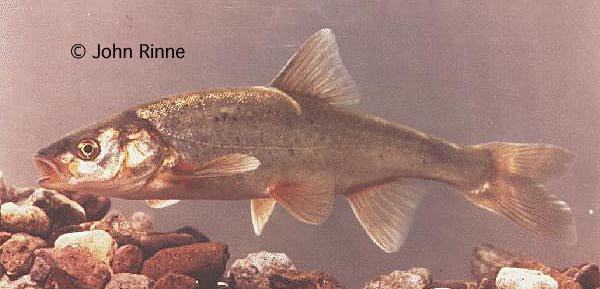 Officials Seek 'Threatened' Status for 2 Arizona Fish Species | Arizona