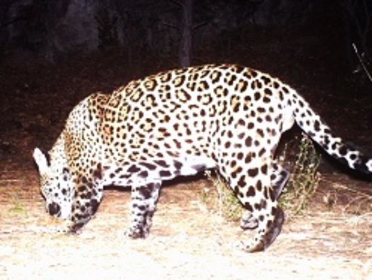 Jaguar Photographed in Arizona Is Believed to Be Dead, Officials Say ...