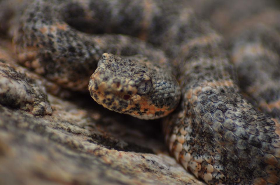 New Treatment Could Aid Victims of Rattlesnake Bites Arizona Highways