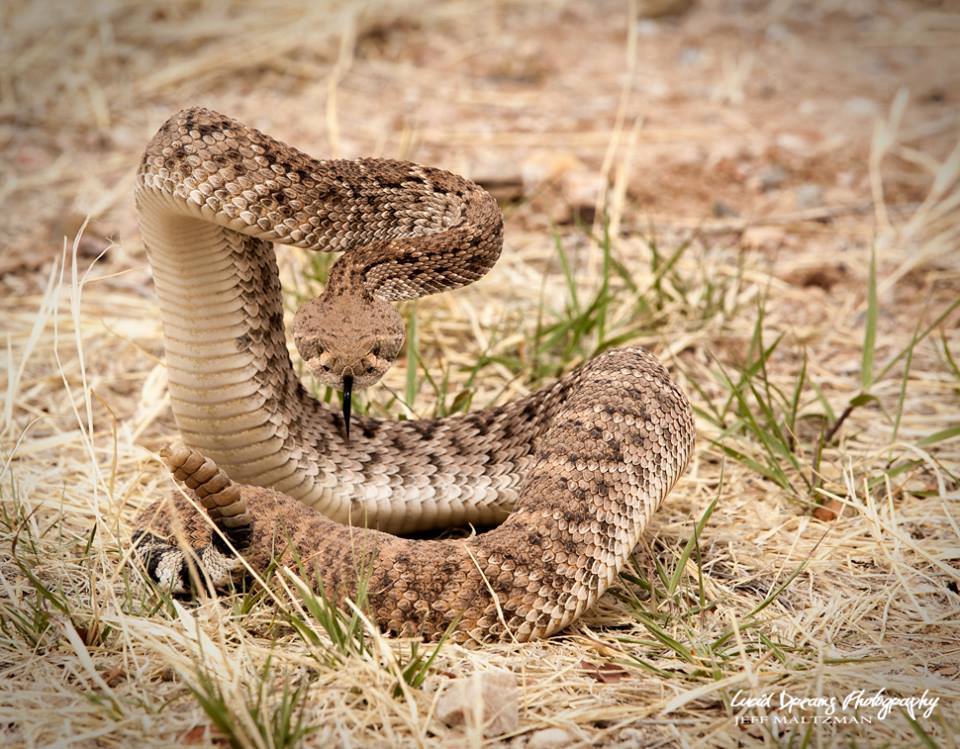 Rattlesnakes Emerging in Arizona How to Stay Safe Arizona Highways