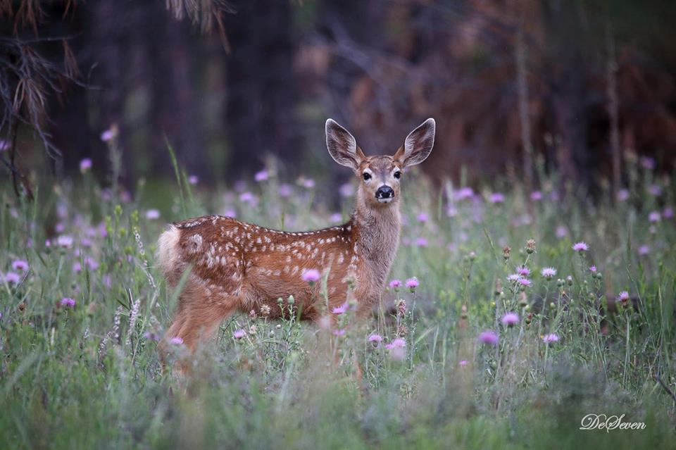 Look Out for Wildlife Along Roads, ADOT warns Arizona Highways