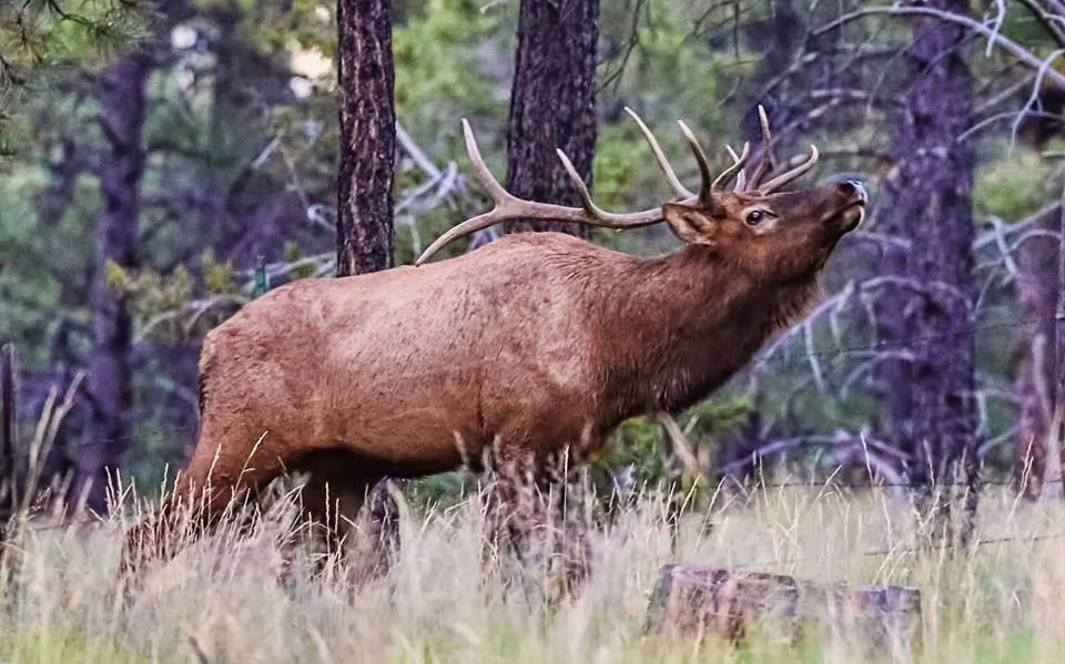 elk