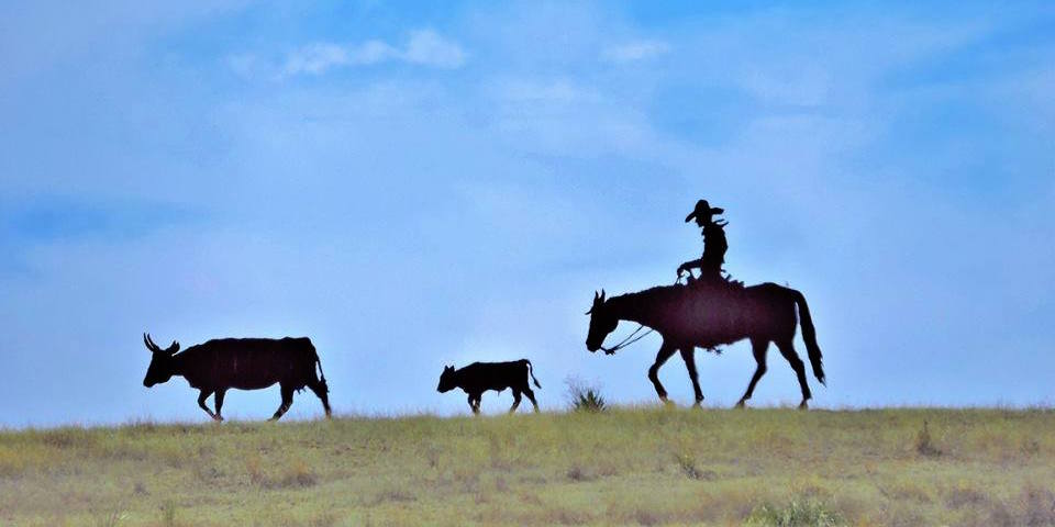 Julie Knight | Sonoita
