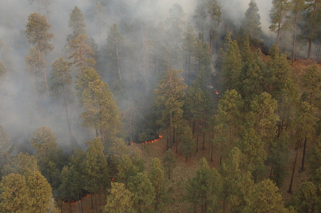 The Rattlesnake Fire burns in Eastern Arizona's White Mountains in mid-April. | Courtesy of Apache-Sitgreaves National Forests