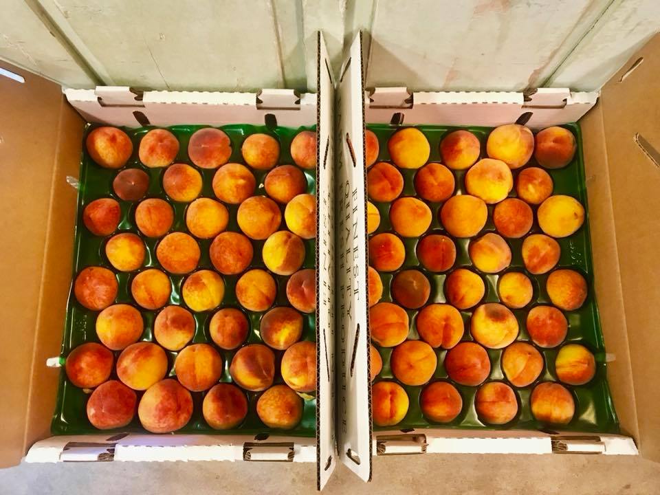 Schnepf Farms Ends Annual Peach Festival Arizona Highways