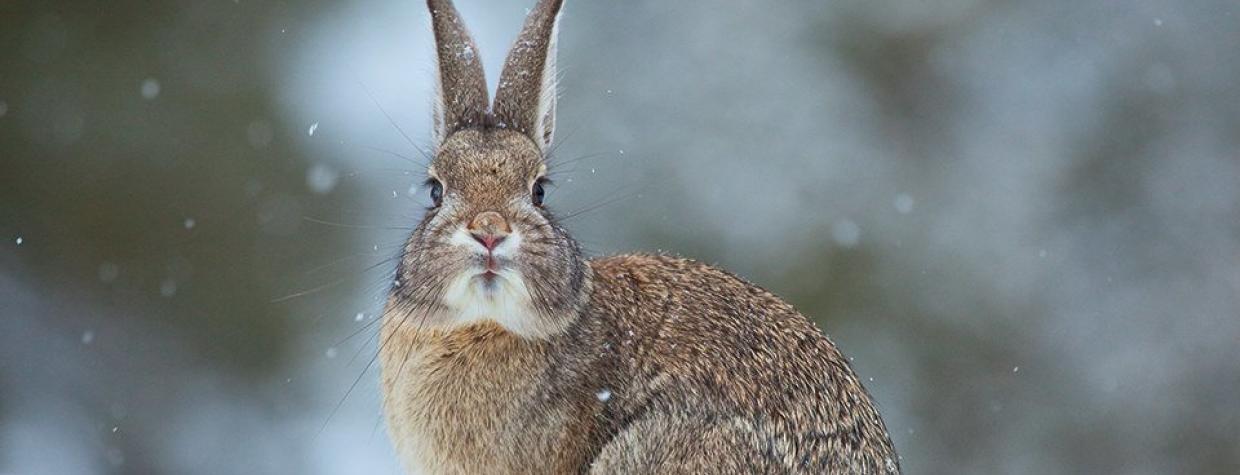0111_rabbitsnow_0.jpg